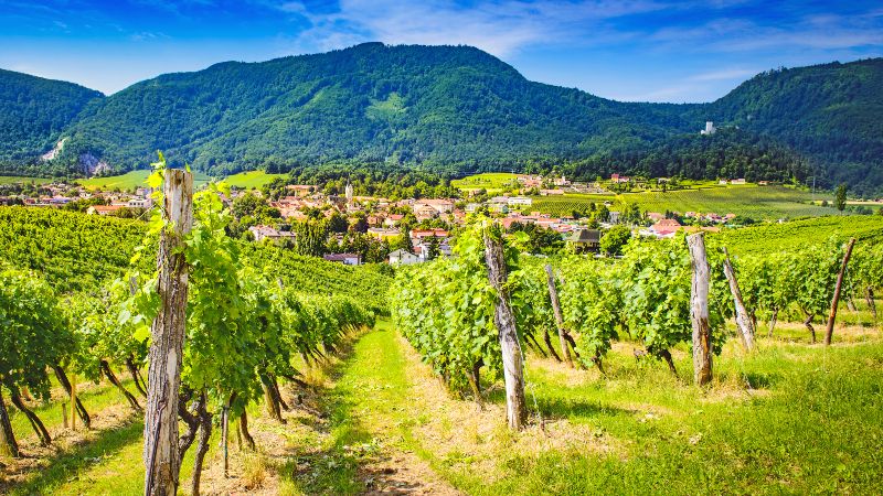 Slovenske Konjice Vingård og et lite tettsted i Slovenske Konjice